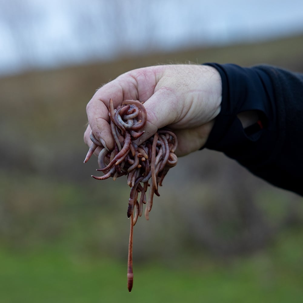 How to care for your Dendrobaena Worms