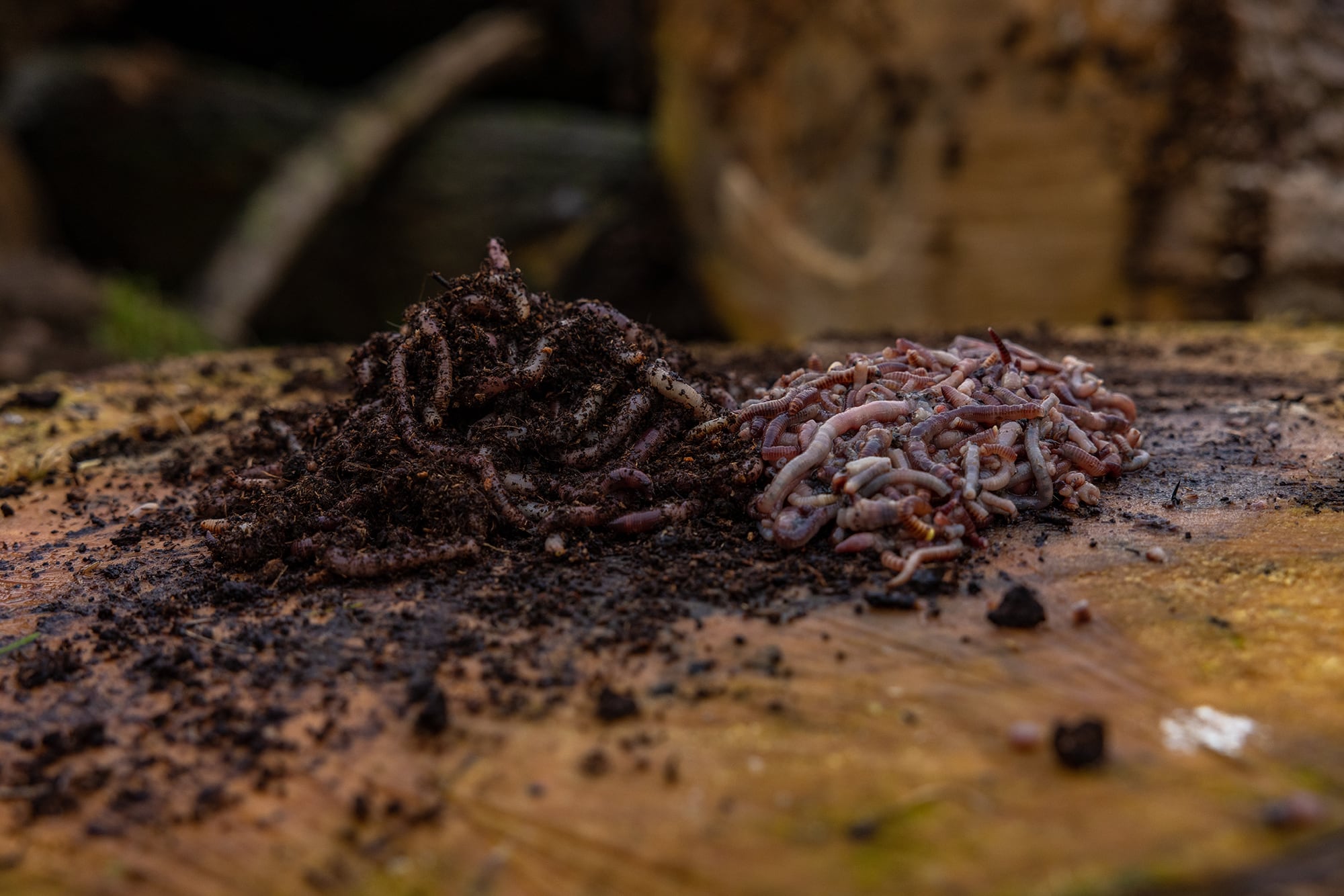Bilsdale Worms - Dendrobaena Worms | Fishing and Composting